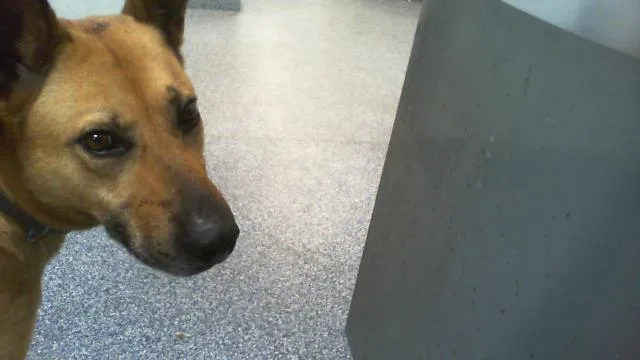 Zeke