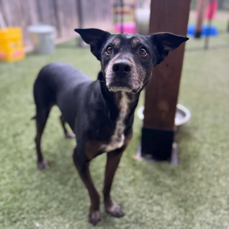An adult medium-sized female Black Mixed Breed dog named Shelby for adoption in Blaine, MN