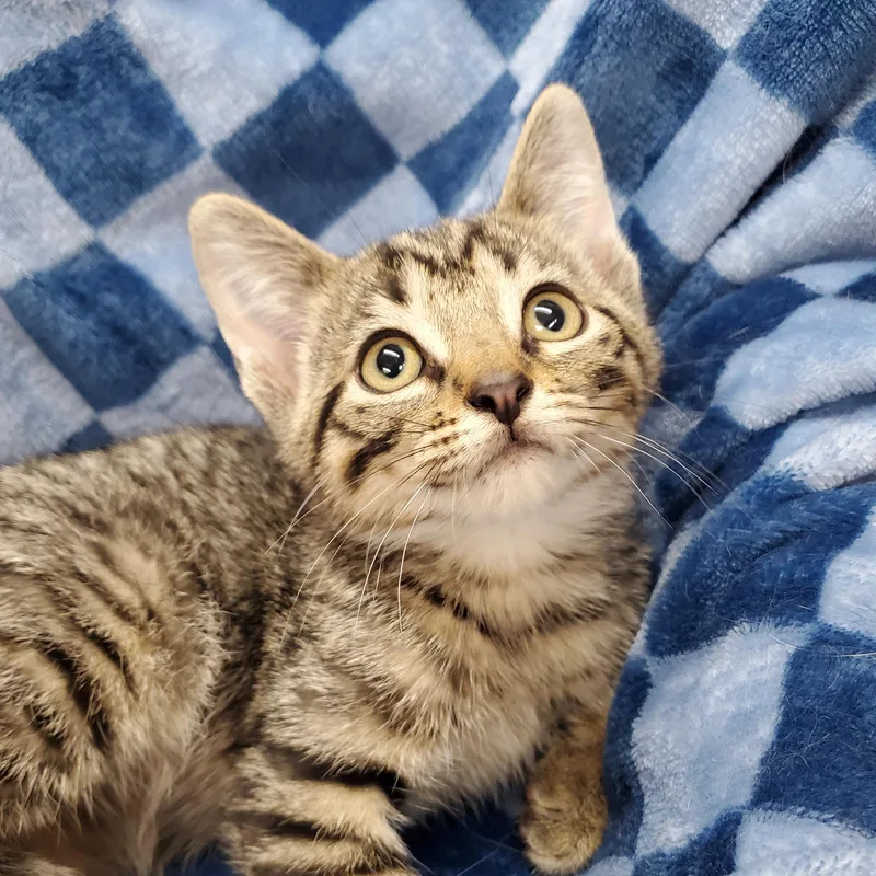 A baby medium-sized male Brown / Chocolate Domestic Short Hair cat named Sigil for adoption in Ottawa, IL