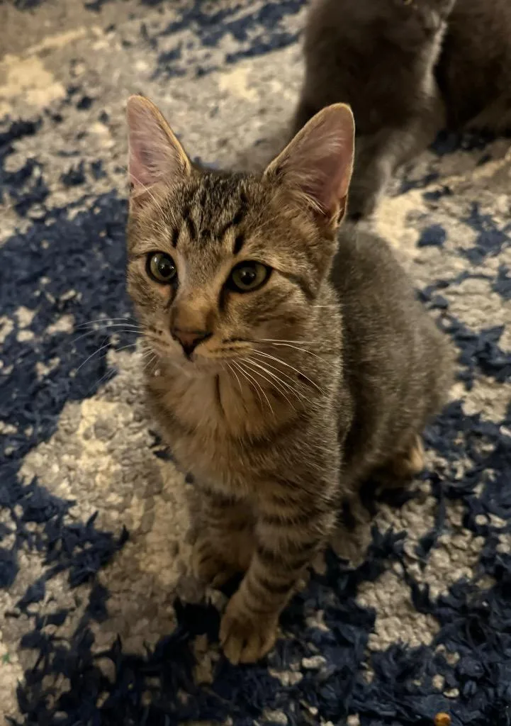 Costello thumbnail 2