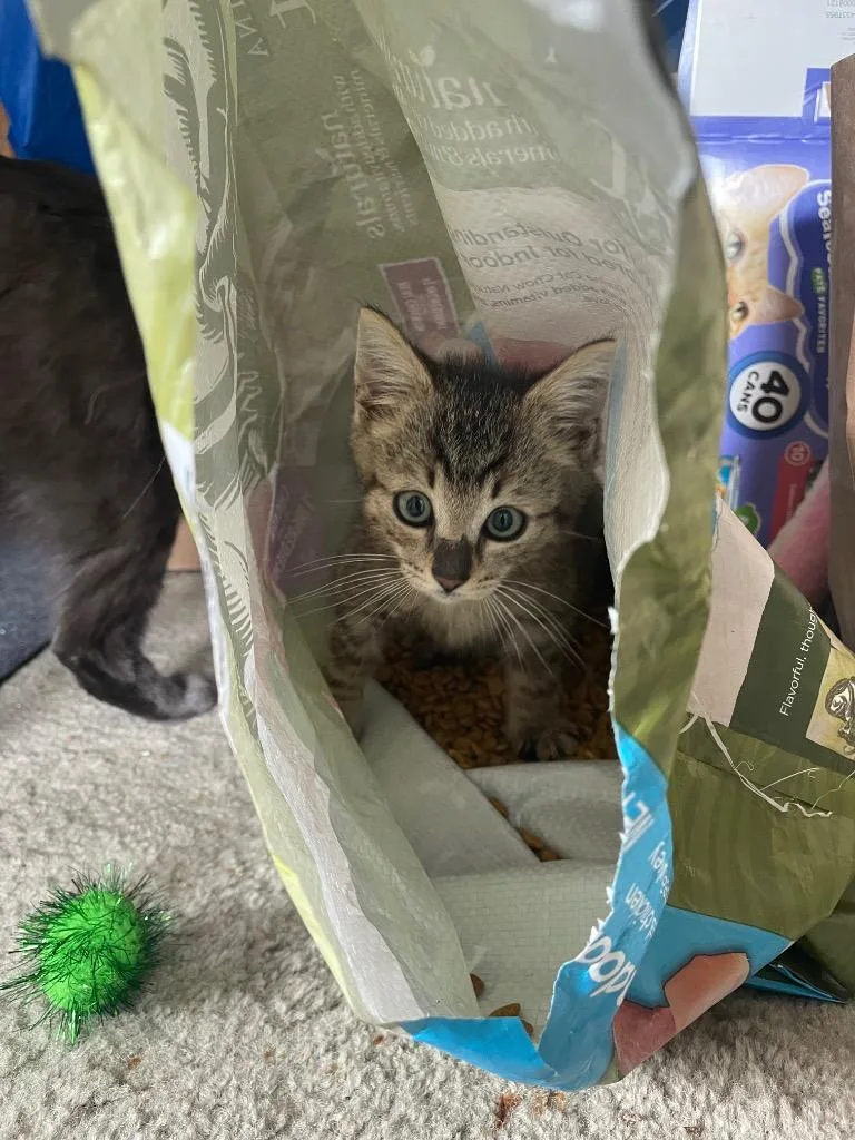 Costello thumbnail 3