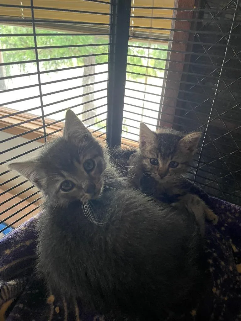 Costello thumbnail 5