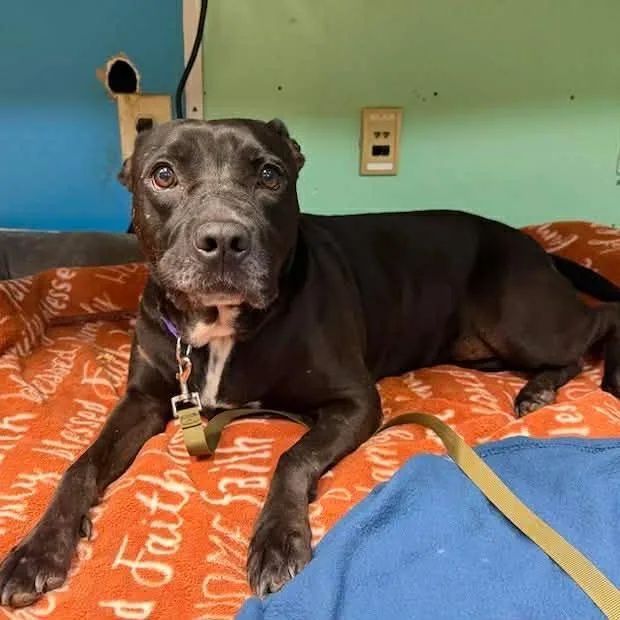 An adult small-sized female Black Pit Bull Terrier dog named Desi for adoption in Austin, TX