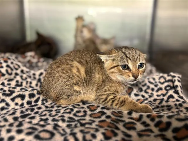 A baby small-sized female Domestic Short Hair cat named Sandy for adoption in Grand Prairie, TX