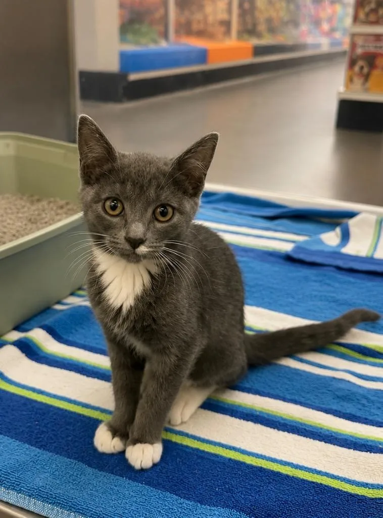 A baby medium-sized female Domestic Short Hair cat named Shork for adoption in Fort Lupton, CO