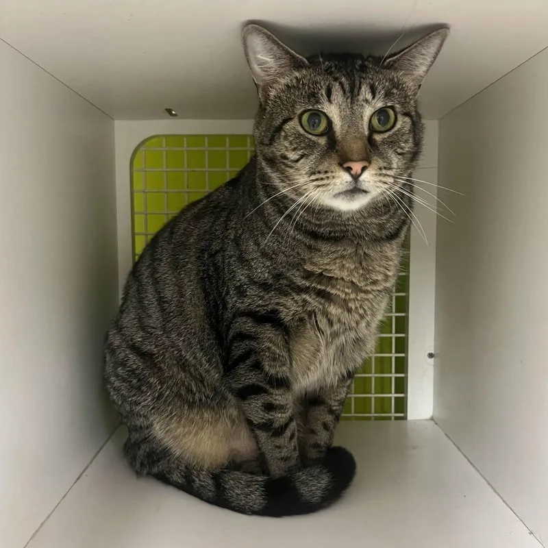 An adult extra large-sized male Brown / Chocolate Domestic Short Hair cat named Bear for adoption in Medina, OH
