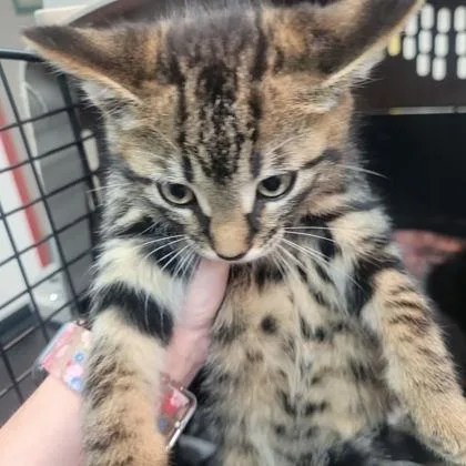 A baby small-sized male Domestic Short Hair cat named Tony for adoption in Memphis, TN