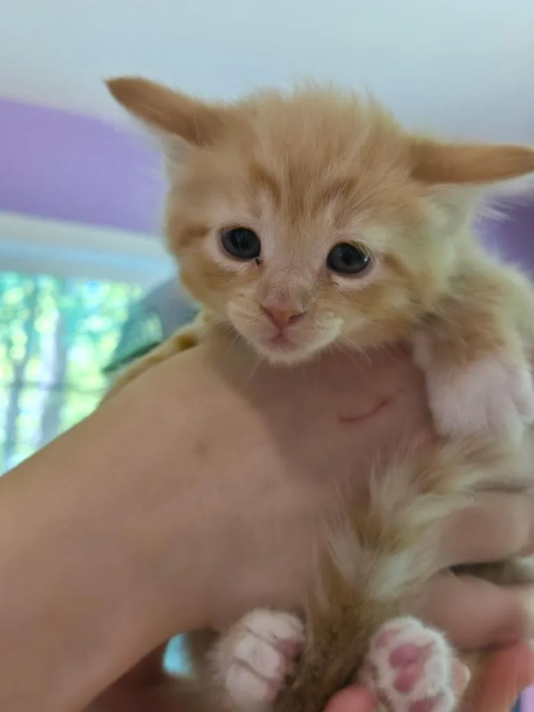 A baby small-sized female Domestic Short Hair cat named Firefly for adoption in Cambridge, MD