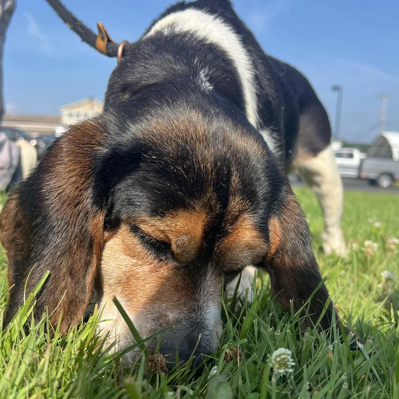 An adult small-sized female Tricolor (Brown, Black, & White) Basset Hound dog named Beulah LOOKING FOR OWNER for adoption in Ravenna, OH