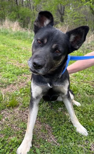 An adult medium-sized female Bicolor Shepherd dog named Grizzly for adoption in Harrison, AR