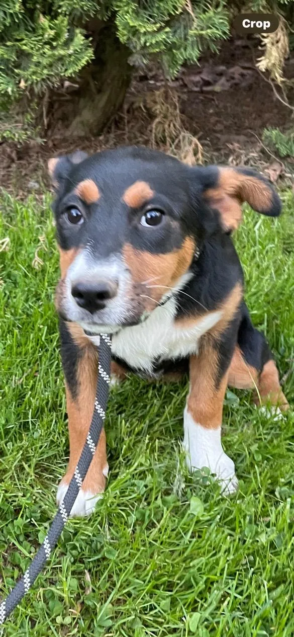 A baby medium-sized female Tricolor (Brown, Black, & White) Mixed Breed dog named Paisley for adoption in Lincoln University, PA
