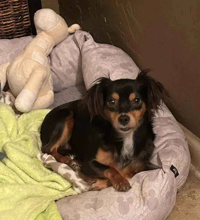 Twizzler  Snickers  thumbnail 2