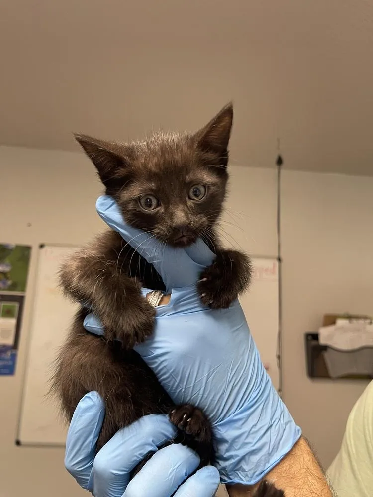 A baby medium-sized male Black Domestic Short Hair cat named Audi for adoption in Bolivar, MO