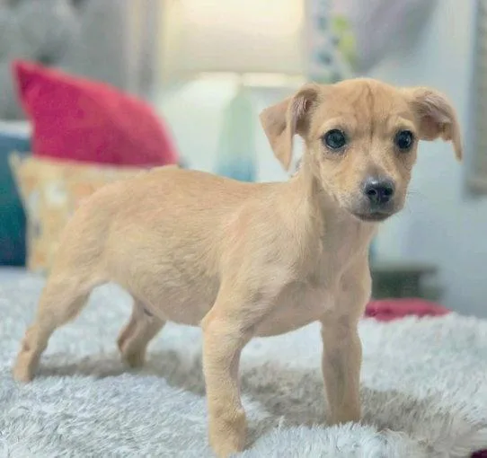 A baby small-sized male Chihuahua dog named Tundra for adoption in Anaheim Hills, CA