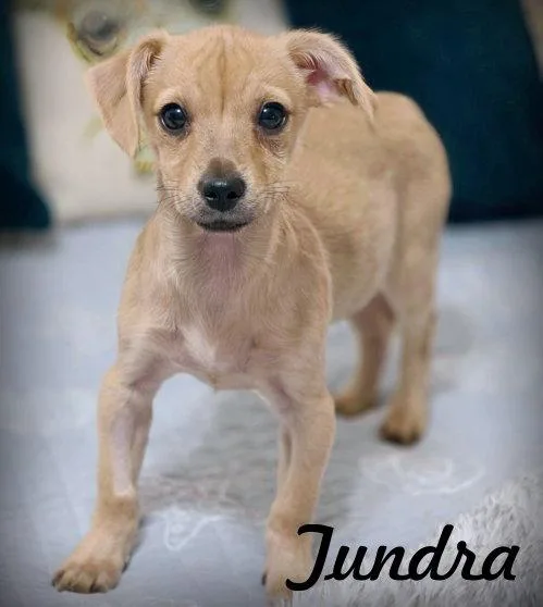 Tundra thumbnail 3
