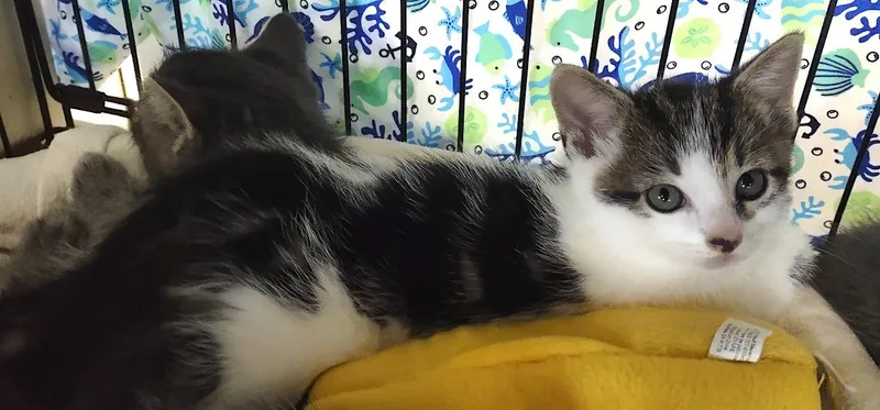A baby medium-sized male Domestic Medium Hair cat named Dane for adoption in Albemarle, NC