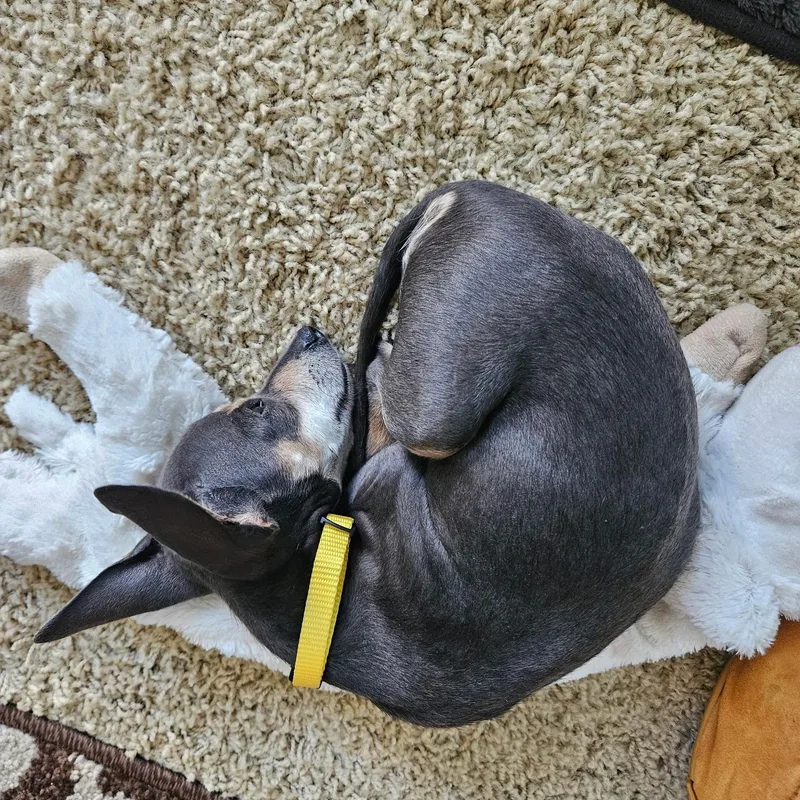 A baby small-sized female Gray / Blue / Silver Chihuahua dog named Willow for adoption in citrus heights, CA
