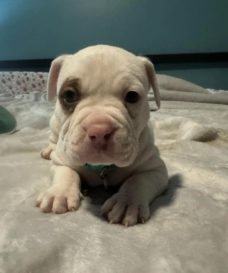 Elroy  The Wrecking thumbnail 2