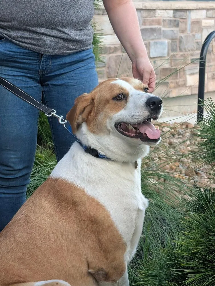 A young large-sized male Labrador Retriever dog named Toby for adoption in Richmond, TX