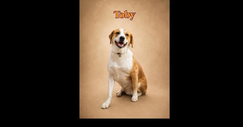 Toby thumbnail 2
