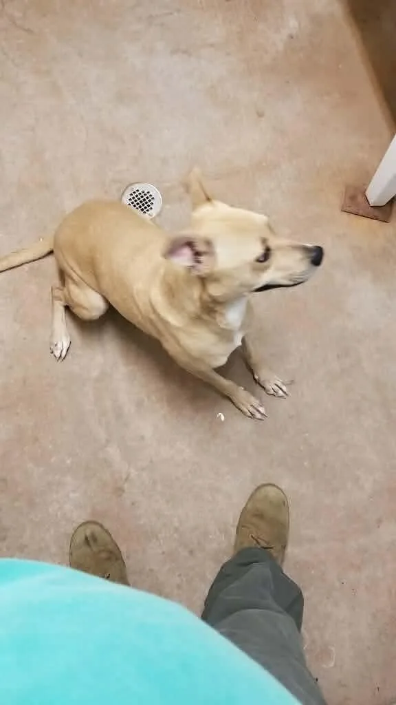 A young medium-sized female Whippet dog named Sophie for adoption in Dripping Springs, TX