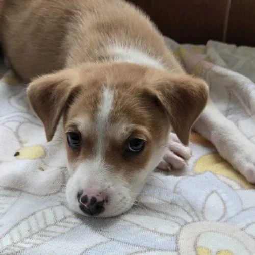 A baby small-sized male Bicolor Mixed Breed dog named Lock for adoption in Toms River, NJ