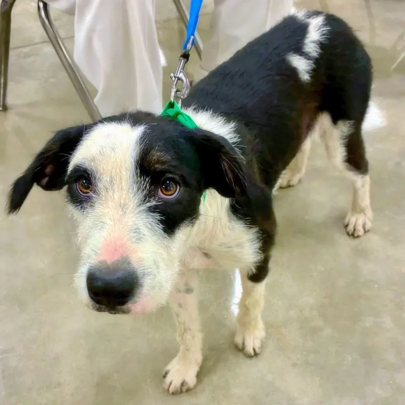 A baby medium-sized female Poodle dog named Cammie for adoption in Alexander, AR