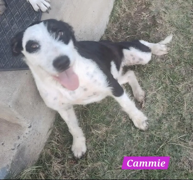 Cammie thumbnail 2