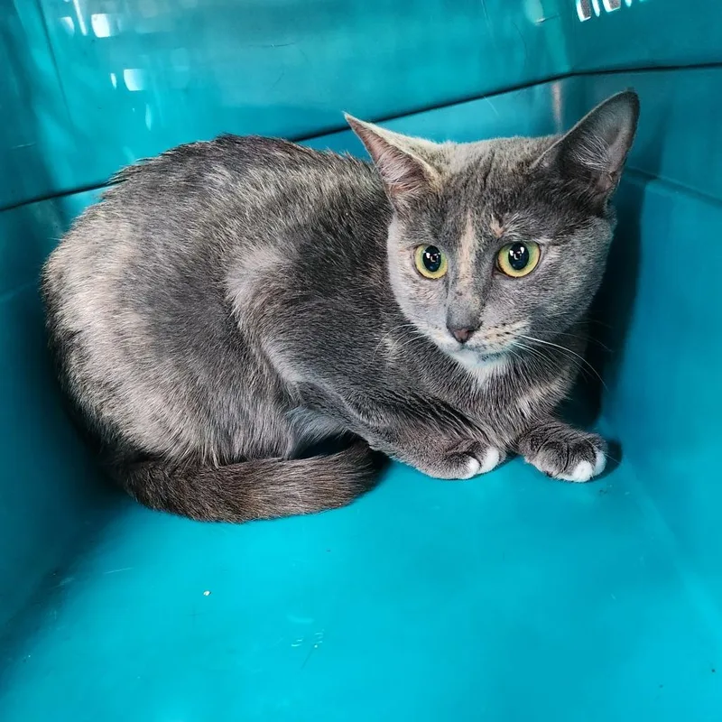 A young small-sized female Gray / Blue / Silver Domestic Short Hair cat named Microwave for adoption in Greensboro, NC