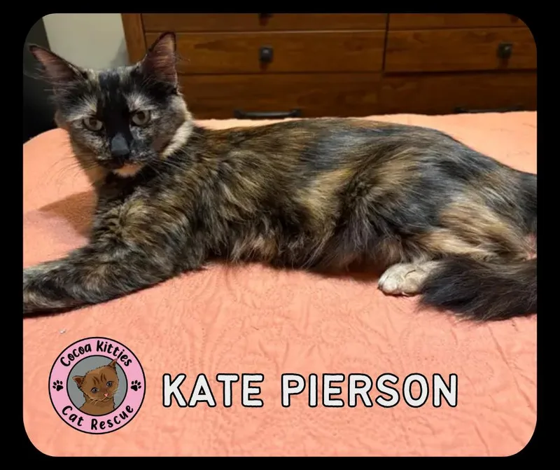 An adult medium-sized female Domestic Long Hair cat named Kate Pierson for adoption in Hershey, PA
