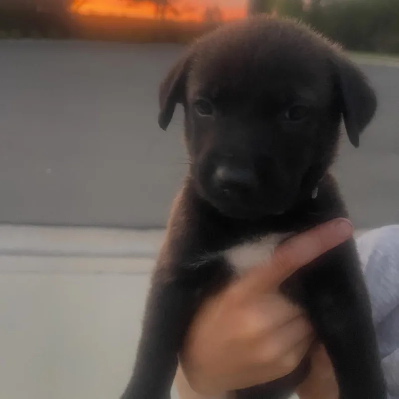 A baby medium-sized male Black Labrador Retriever dog named Nalu for adoption in Escondido, CA