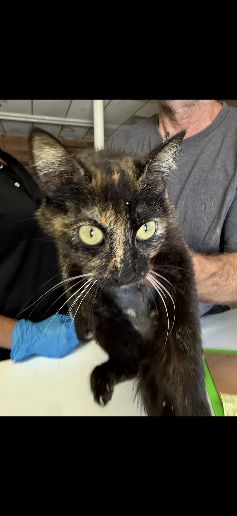 A baby medium-sized female Tortoiseshell cat named Chevalier Rose for adoption in Las Vegas, NV