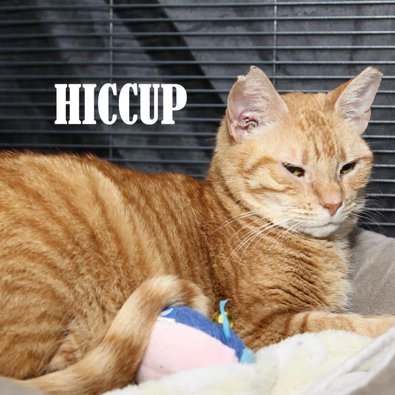 An adult large-sized female Orange / Red Domestic Short Hair cat named Hiccup for adoption in Mooresville, NC