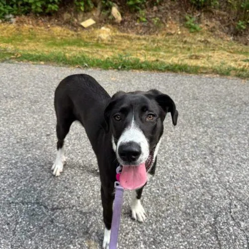 A baby large-sized female Great Dane dog named Chloe for adoption in Christiansburg, VA