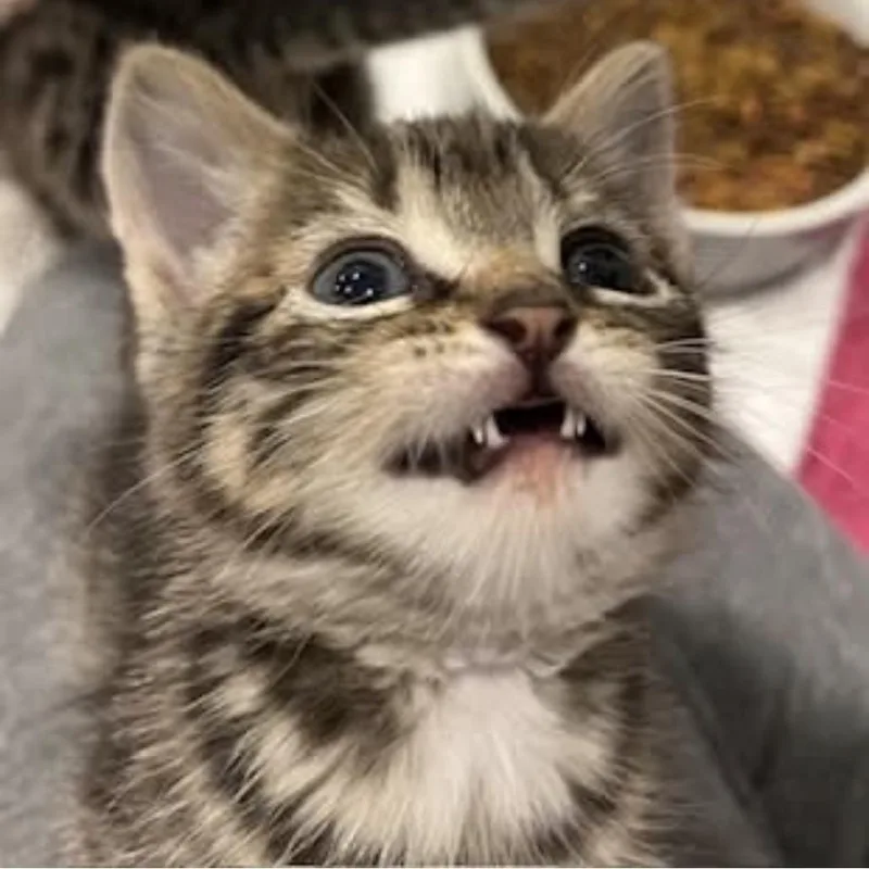 A baby small-sized female Brown / Chocolate Domestic Short Hair cat named Cirrus for adoption in Harrisonburg, VA