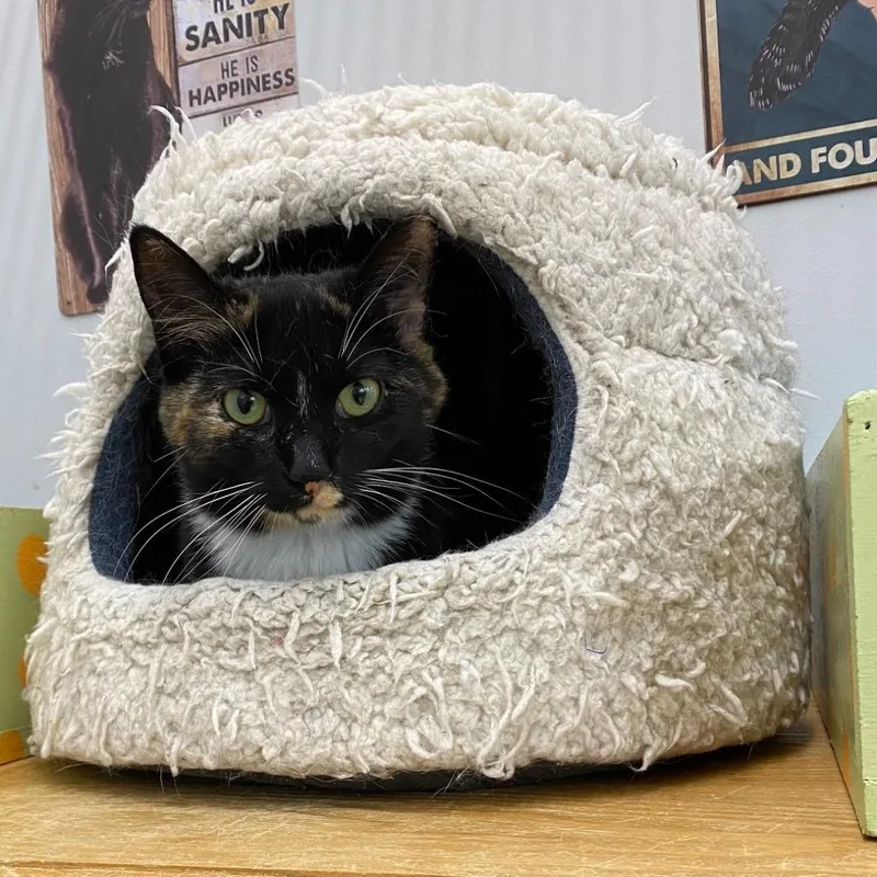 An adult small-sized female Tortoiseshell Domestic Short Hair cat named Laura for adoption in Goshen, IN
