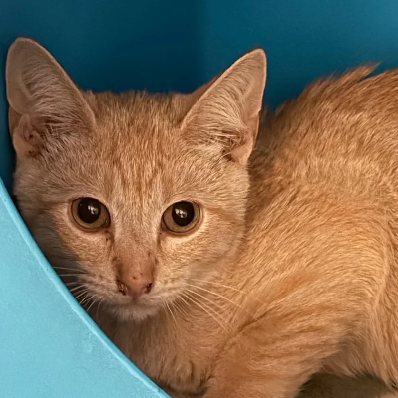 A baby small-sized male Orange / Red Domestic Short Hair cat named Radish for adoption in Waukesha, WI