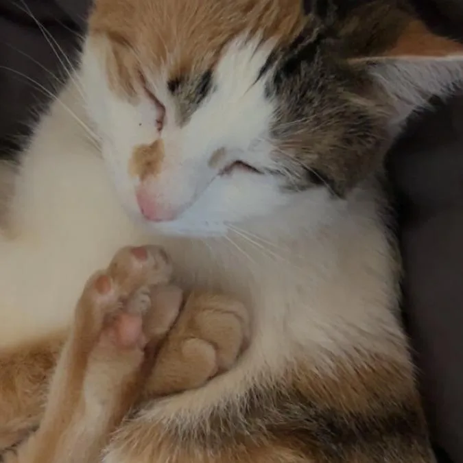 An adult medium-sized female Calico Domestic Short Hair cat named Kiki for adoption in Harrisonburg, VA