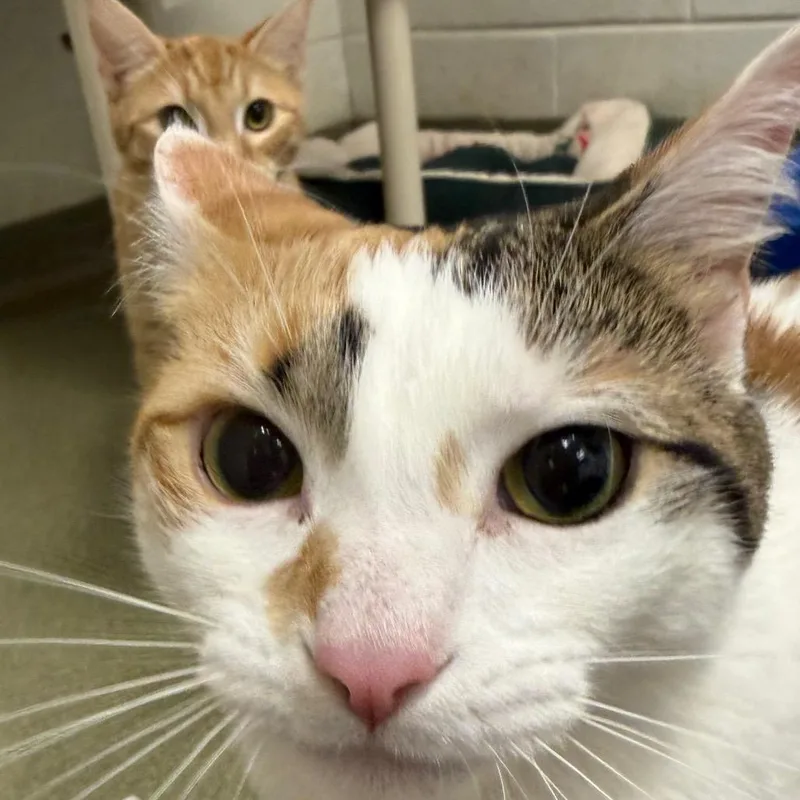 Kiki thumbnail 3