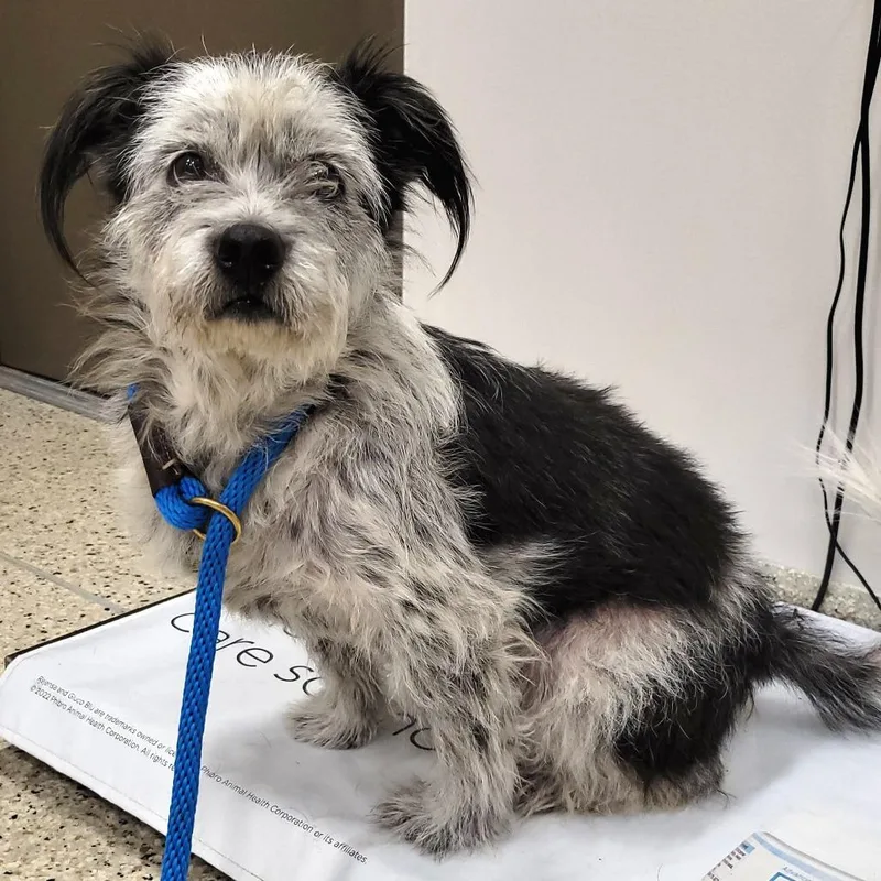 A senior small-sized female Black Mixed Breed dog named Charlotte for adoption in Nashville, IN