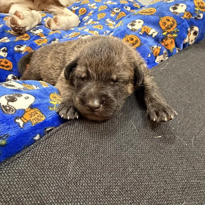 A baby small-sized male Border Collie dog named Baby boy for adoption in San Diego, CA