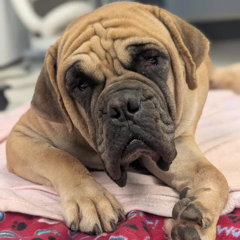An adult large-sized female Yellow / Tan / Blond / Fawn Mastiff dog named Mudge for adoption in Cincinnati, OH