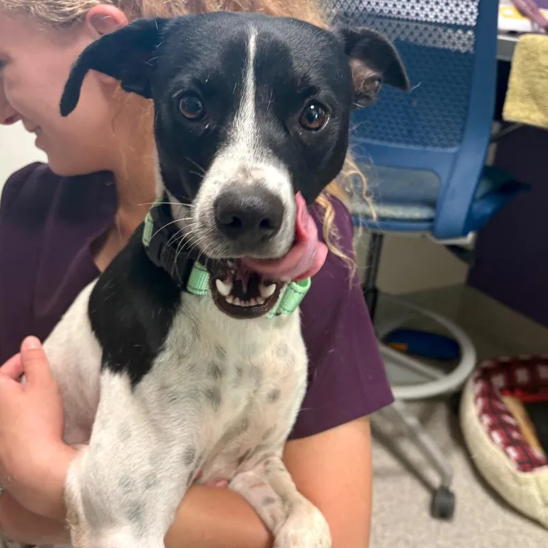 An adult medium-sized male Black Terrier dog named Diggory for adoption in Englewood, FL