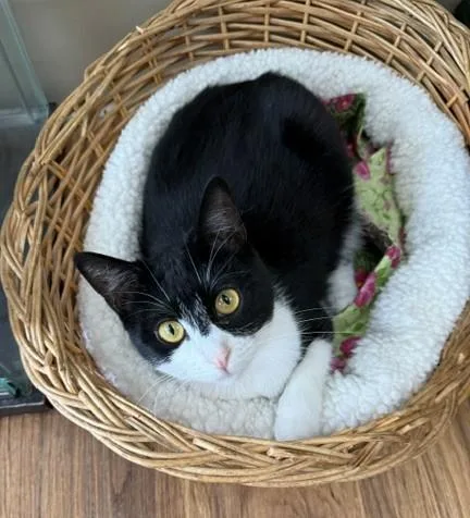 An adult medium-sized female Black & White / Tuxedo Domestic Short Hair cat named Ariel for adoption in Medina, OH