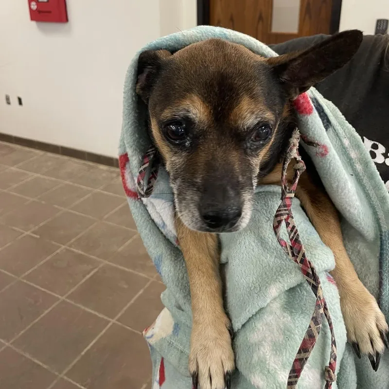 A senior small-sized male Brown / Chocolate Mixed Breed dog named StrayWarmSpringsRoadthStreet for adoption in Columbus, GA
