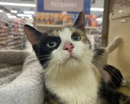 An adult small-sized female Domestic Short Hair cat named Rosemary for adoption in West Seneca, NY