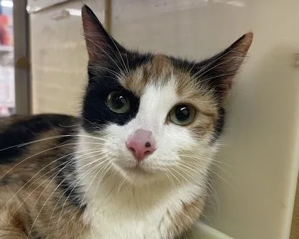 Rosemary thumbnail 2