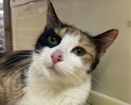 Rosemary thumbnail 3