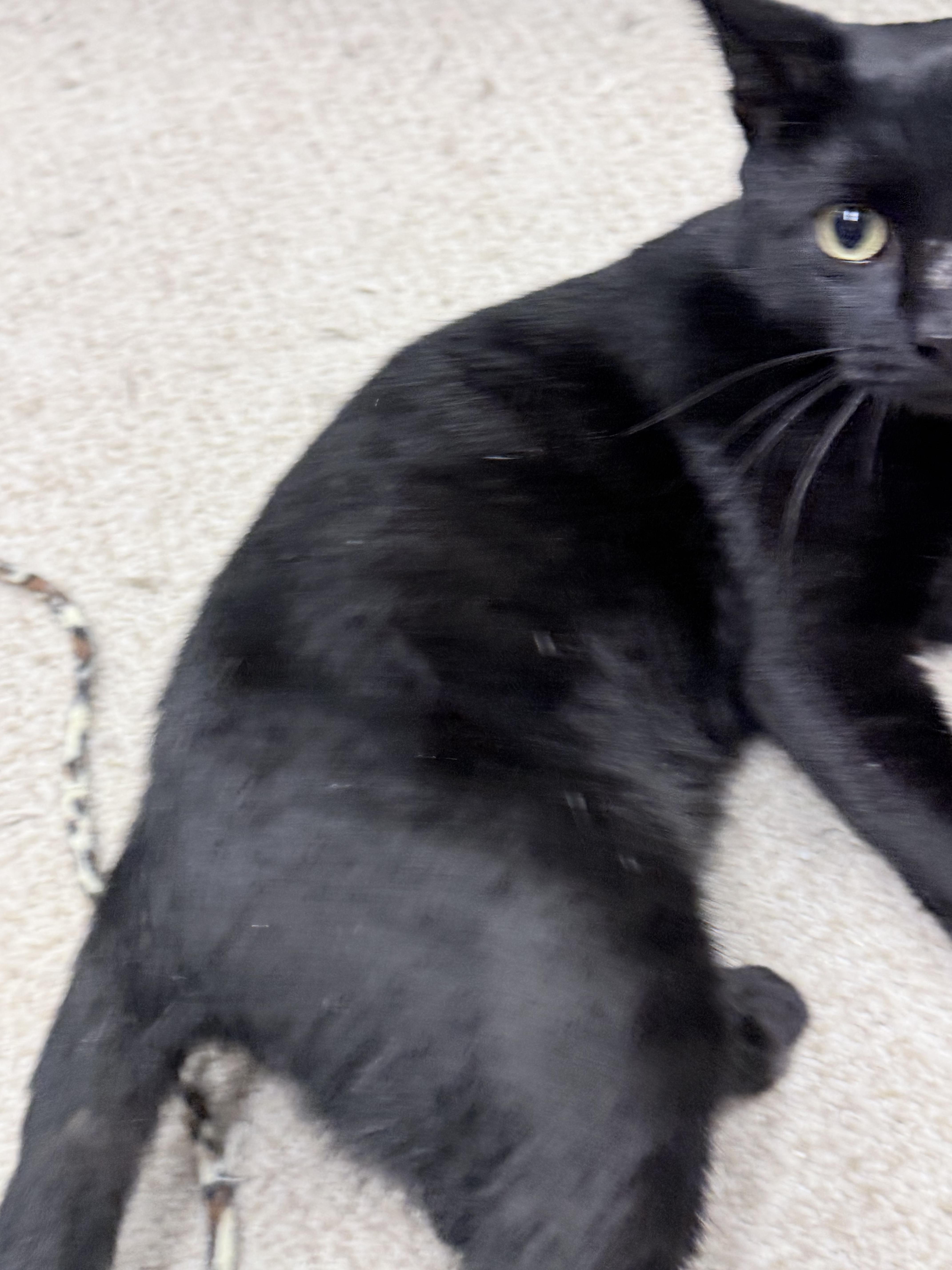 A young medium-sized male Black American Shorthair cat named Eep for adoption in Philadelphia, PA