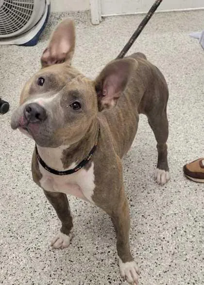 An adult large-sized female Gray / Blue / Silver Pit Bull Terrier dog named Judy Hopps for adoption in Kansas City, MO